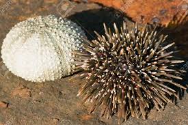 "Kina" (Maori name) for Sea Egg, traditional Maori Kaimoana (Seafood)